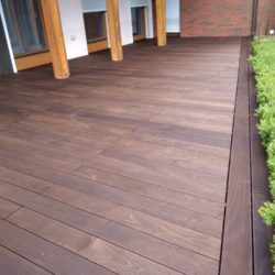 termojesion amerykański